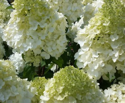 Гортензия Полярный медведь: описание, посадка и уход