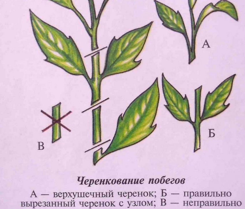 Черенкування пагонів