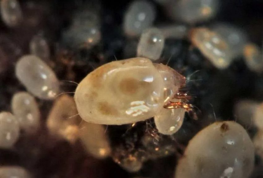 Цибулевий кореневий кліщ на гіацинті