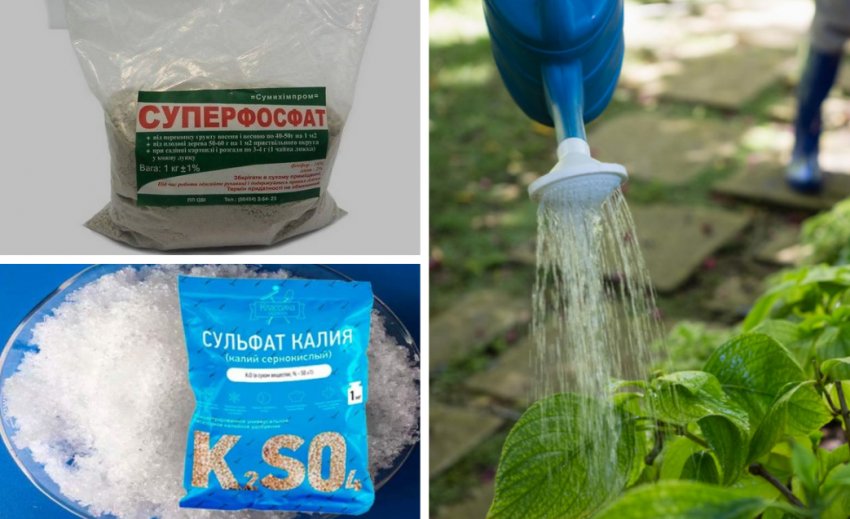 Осіннє добриво гортензії Осіннє добриво гортензії