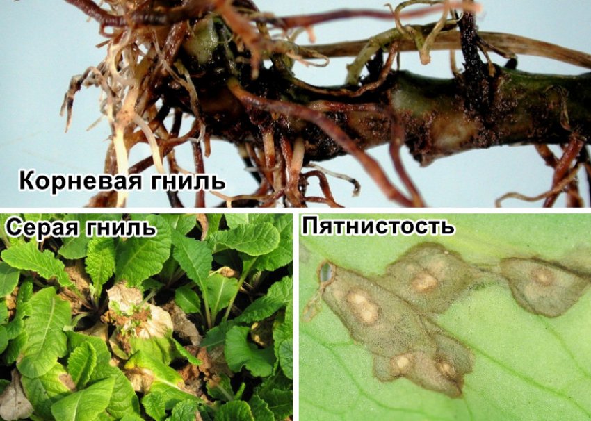 Хвороби примули