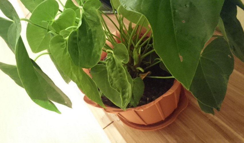 Чому не цвіте антуріум Чому не цвіте антуріум