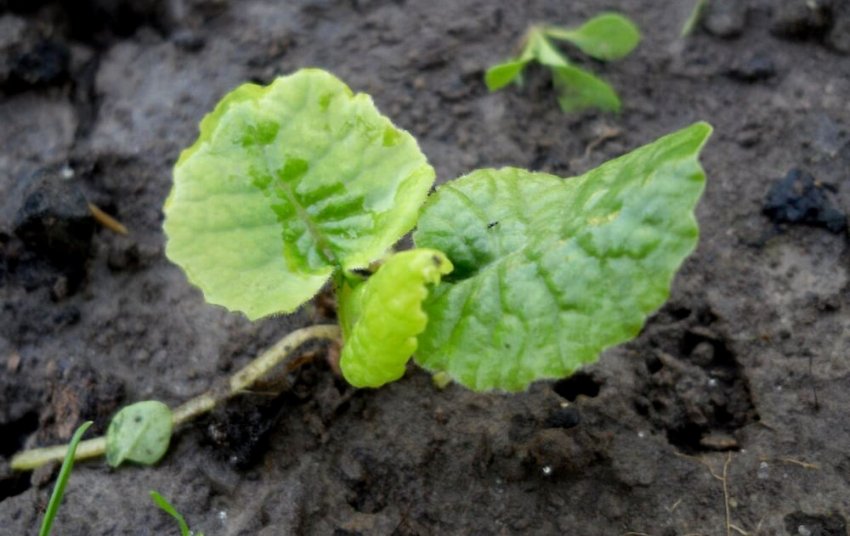 Росток примули з насіння Росток примули з насіння