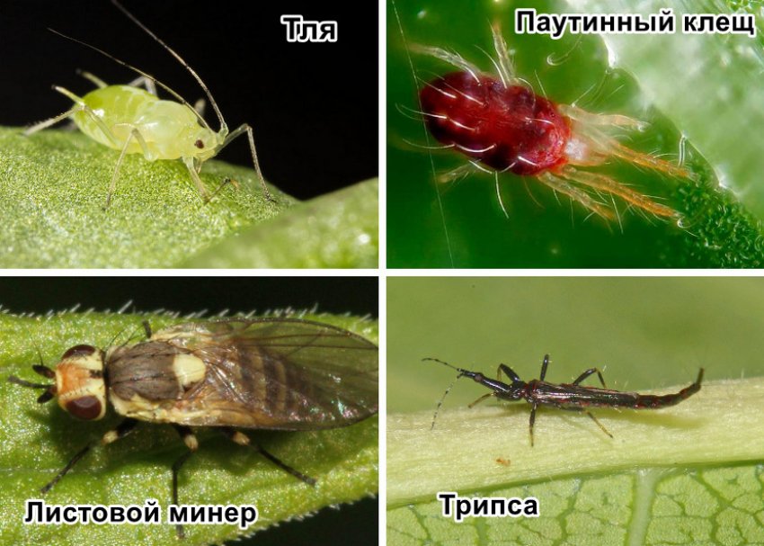 Шкідники примули