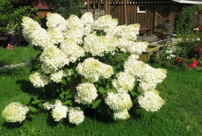 Гортензия Полярный медведь в ландшафтном дизайне Гортензия Полярный медведь в ландшафтном дизайне