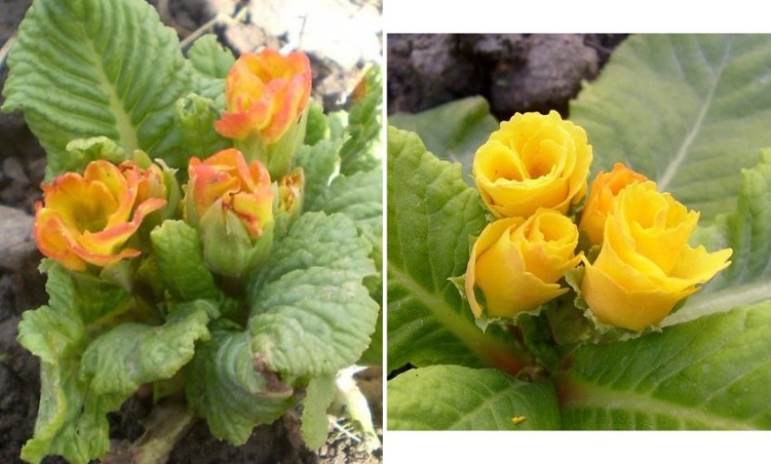 Примула Розанна абрикосова Примула Розанна абрикосова