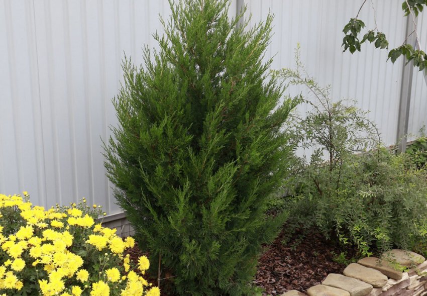 Можжевельник в ландшафтном дизайне Можжевельник в ландшафтном дизайне