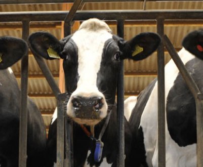 Як зробити сарай для корів