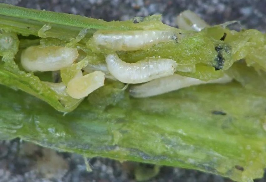 Нематода пагілкова на гіацинті