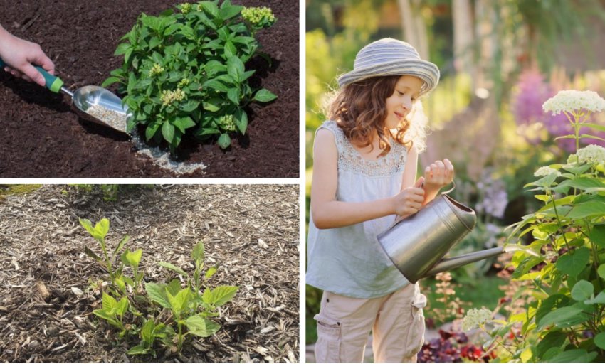 Ухід за рослиною Ухід за рослиною