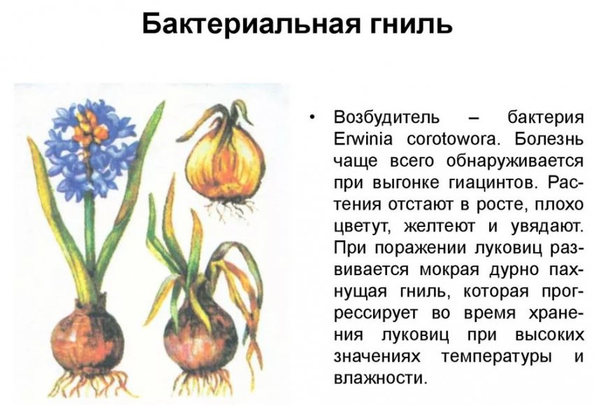 Бактеріальна гниль у гіацинта