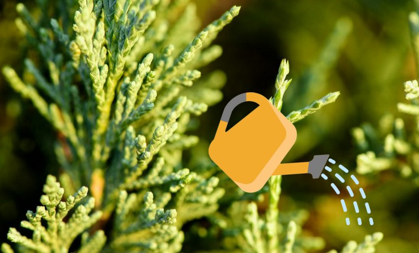 Полив можжевельника Полив можжевельника