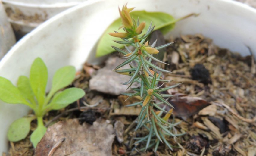 Всходы можжевельника Всходы можжевельника