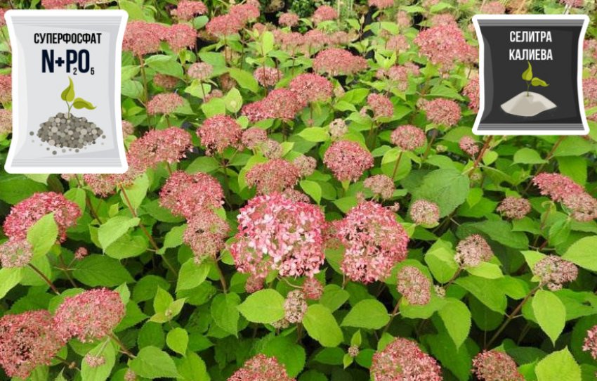 Підживлення гортензії Підживлення гортензії