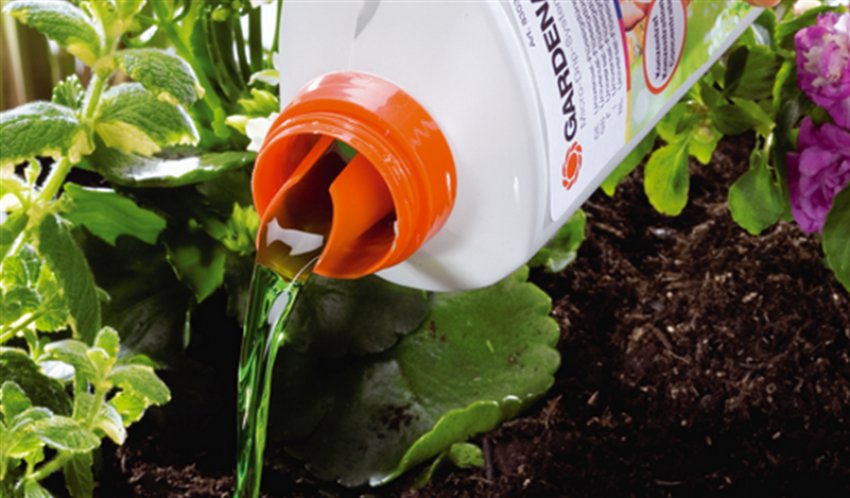 Добриво примули Добриво примули