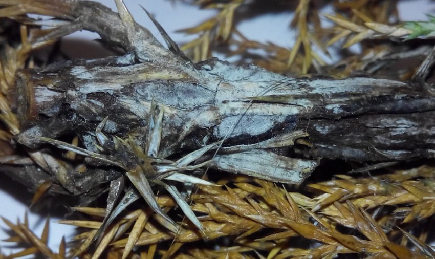 Трахеомикоз можжевельника Трахеомикоз можжевельника