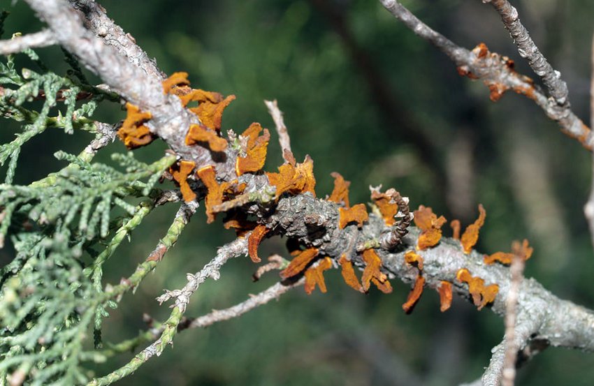 Ржавчина можжевельника Ржавчина можжевельника