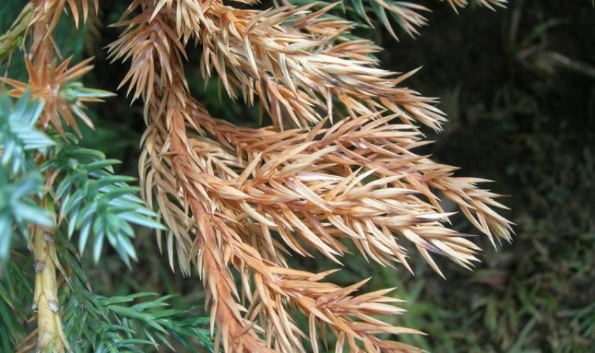 Бурое шютте можжевельника Бурое шютте можжевельника