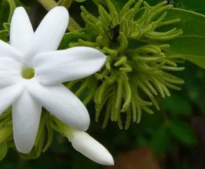 Жасмин Самбак: догляд вдома