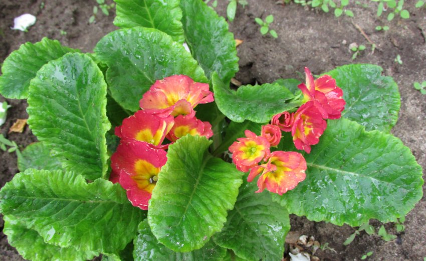 Полив примули Полив примули