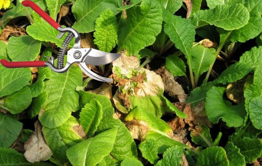 Обрізка пожовклого листя примули Обрізка пожовклого листя примули