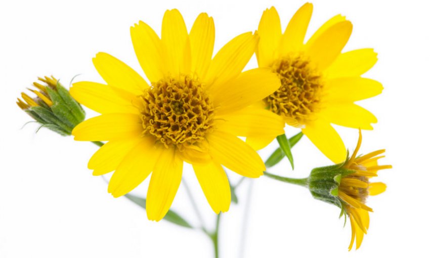 Арніка гірська Арніка гірська