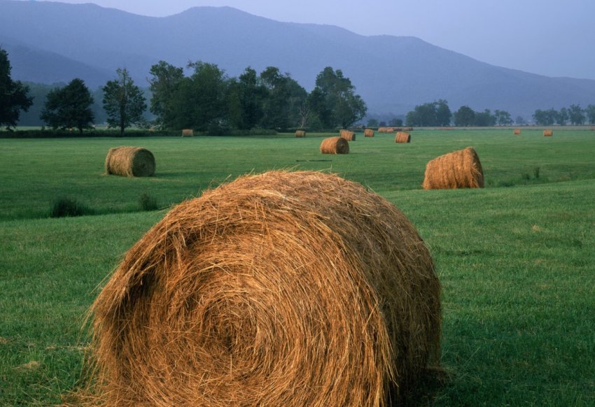 Фермеры Германии становятся банкротами из-за аномально жаркого лета