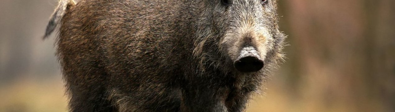 Польща: кількість випадків АЧС серед диких кабанів зросла до двадцяти