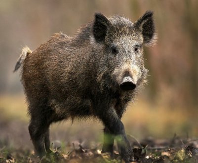 Польща: кількість випадків АЧС серед диких кабанів зросла до двадцяти