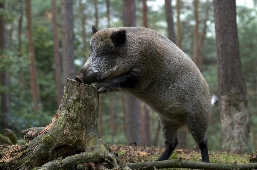 Польща: число випадків АЧС серед диких кабанів збільшилося до двадцяти