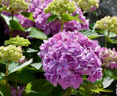 Метелики аквапланує, деревоподібні та великолисті гортензії: різниця між ними