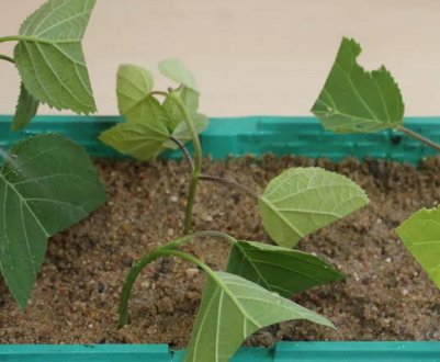 Як правильно розмножувати гортензію восени