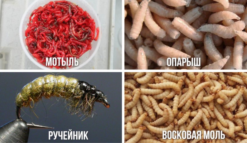 Наживка для рыбы
