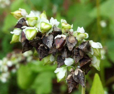 Звідки взялася гречка: історична батьківщина рослини