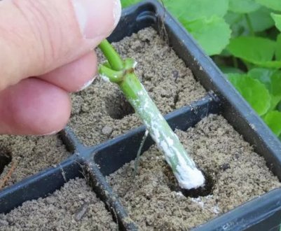 Як розмножити гортензію - кращі способи і терміни