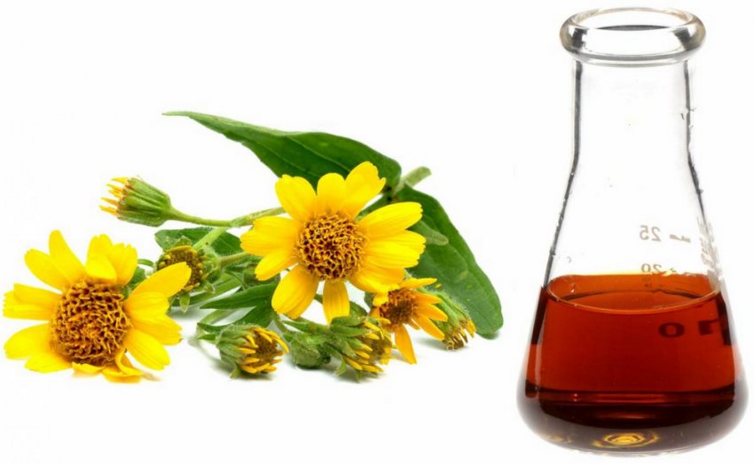 Арника гірська Арника гірська