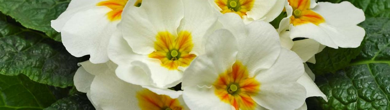 Характеристика та вирощування безстілкової примули