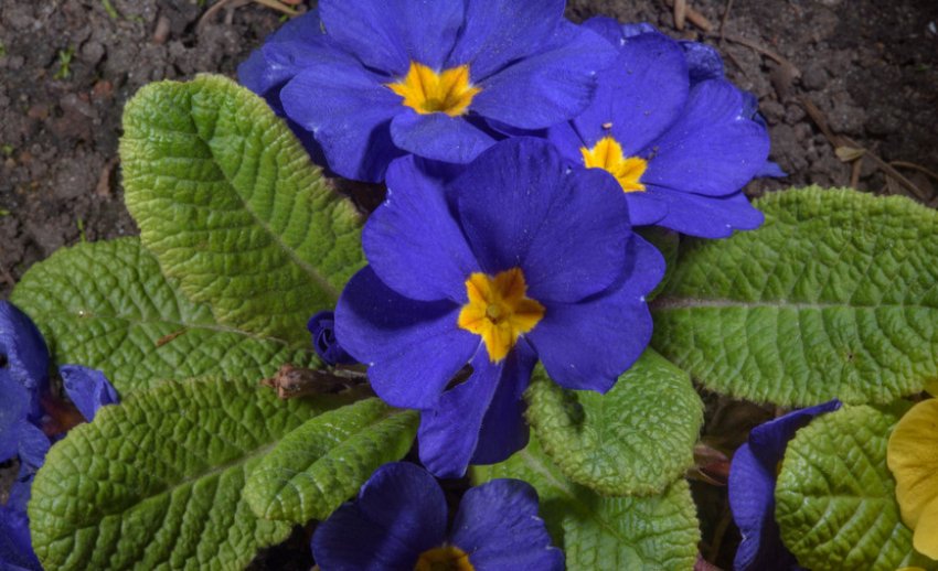 Примула Целеруа