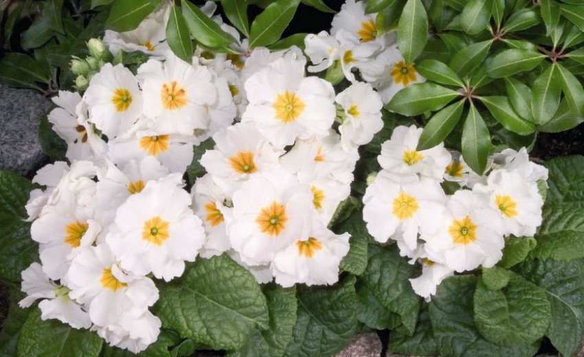 Пімула Гіґа Уайт