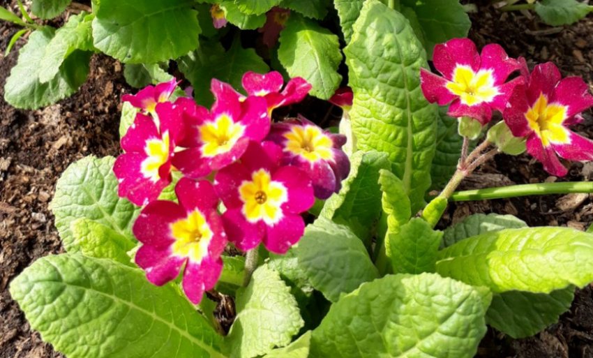 Примула Потсдамський гігант