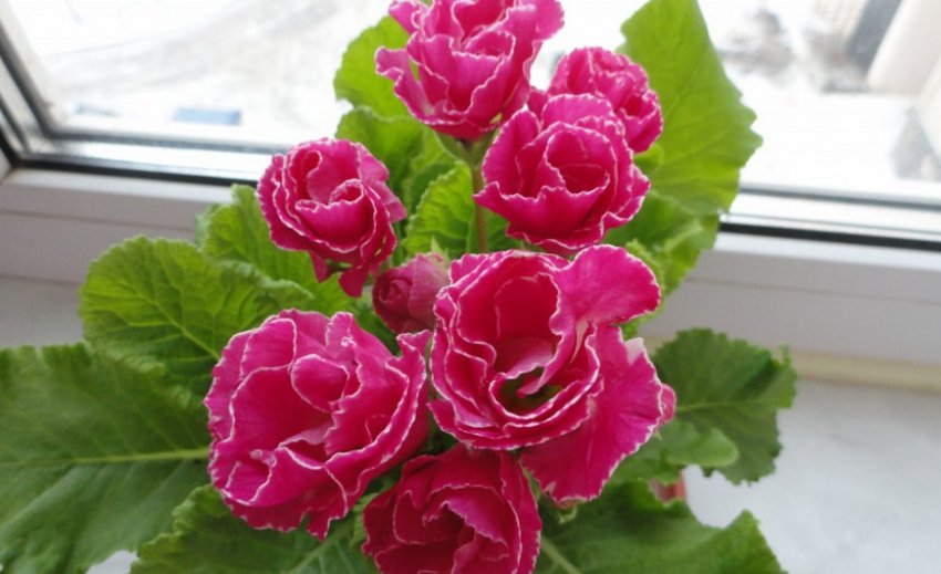 Махрова примула серії Rosanna