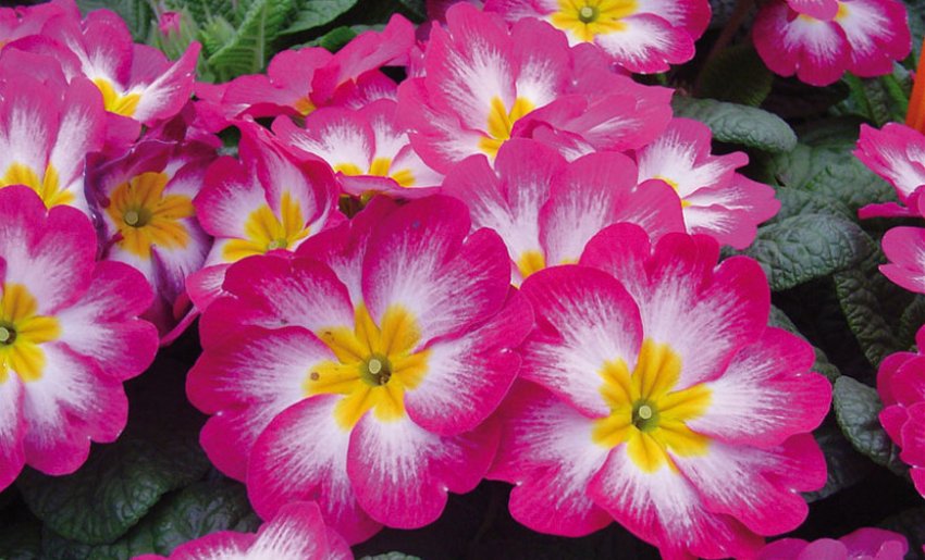 Примула Піонер