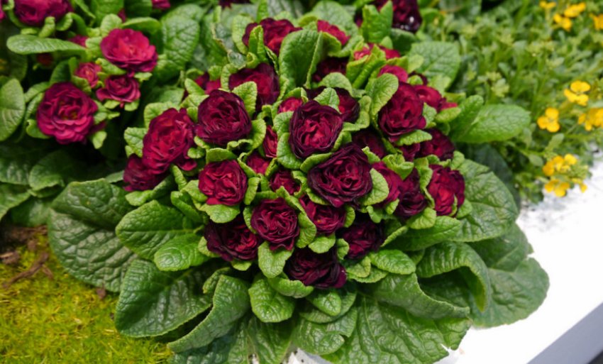 Примула Danova Bicolor