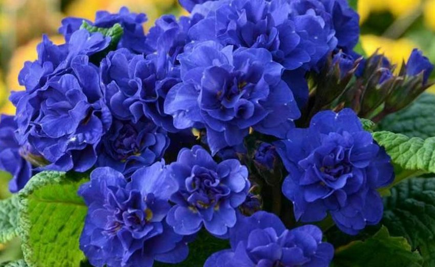 Примула Captain Blood