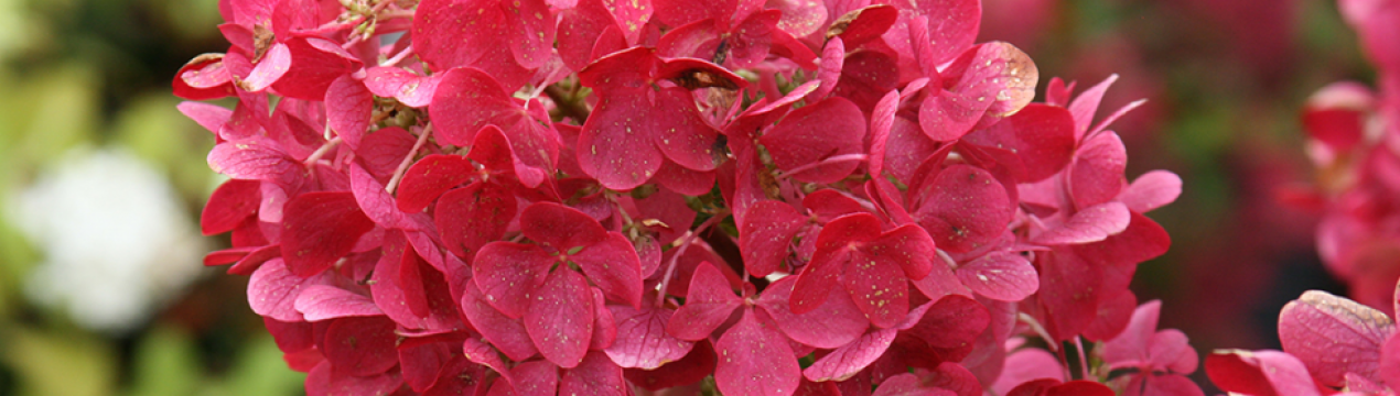 Особенности сорта гортензии Мега Минди