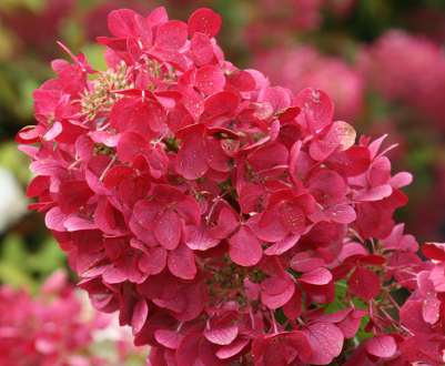 Особенности сорта гортензии Мега Минди