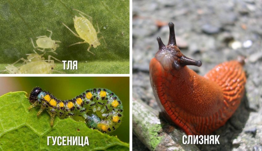 Шкідники примули