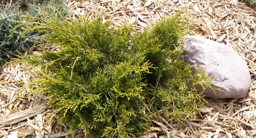 Мульчування можжевеля Олд Голд