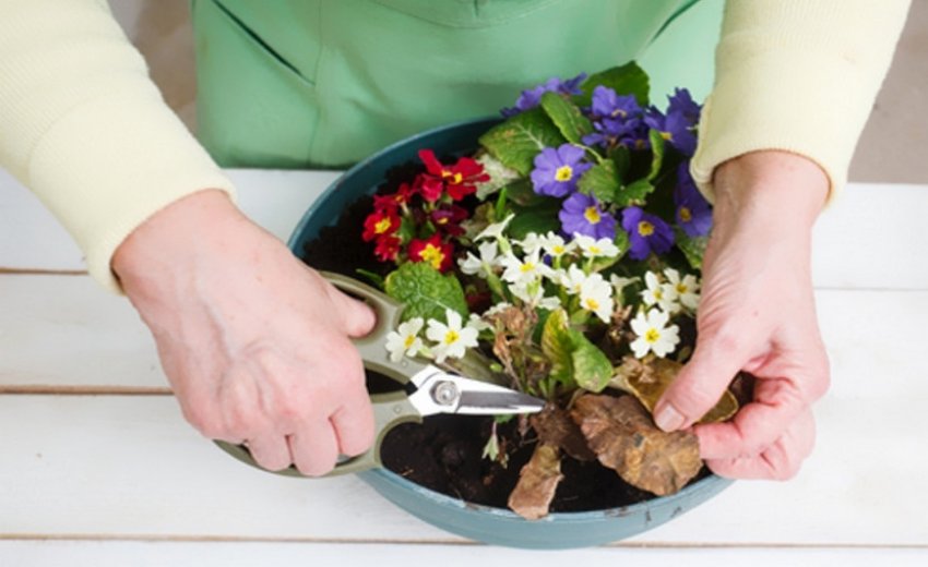 Обрізка хворих листків примули