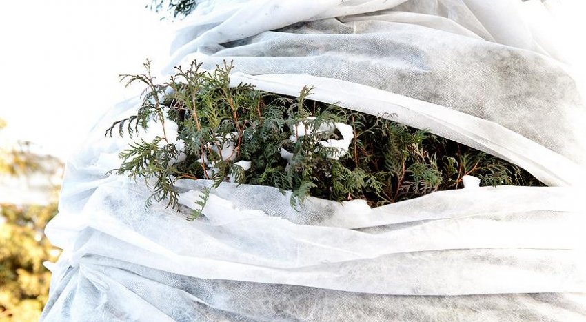 Укриття можжевельника на зиму